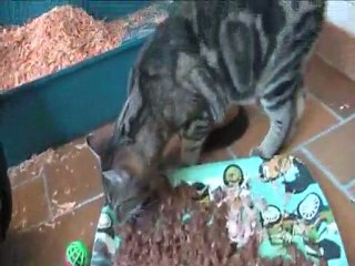 Manfred - Vidéo 2 - 09 avril 2011