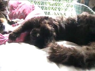 Shaka - 09 avril 2011