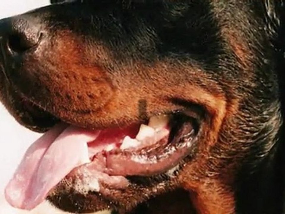 Rottweiler video