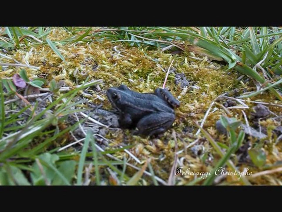 Les grenouilles de l'étang de Beaumont sur Dême