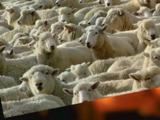 Does Your Website Graphic Designer Rank Your Website?