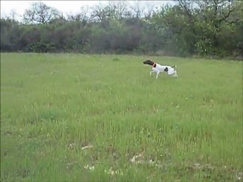 Débourrage braque français