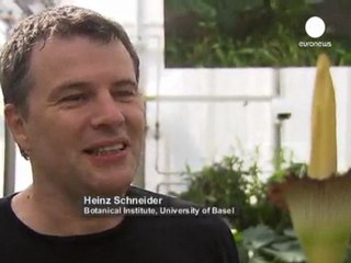 Florece en Suiza la flor más grande del mundo