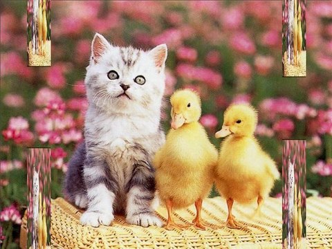 Pour souhaiter de bonnes fêtes de Pâques