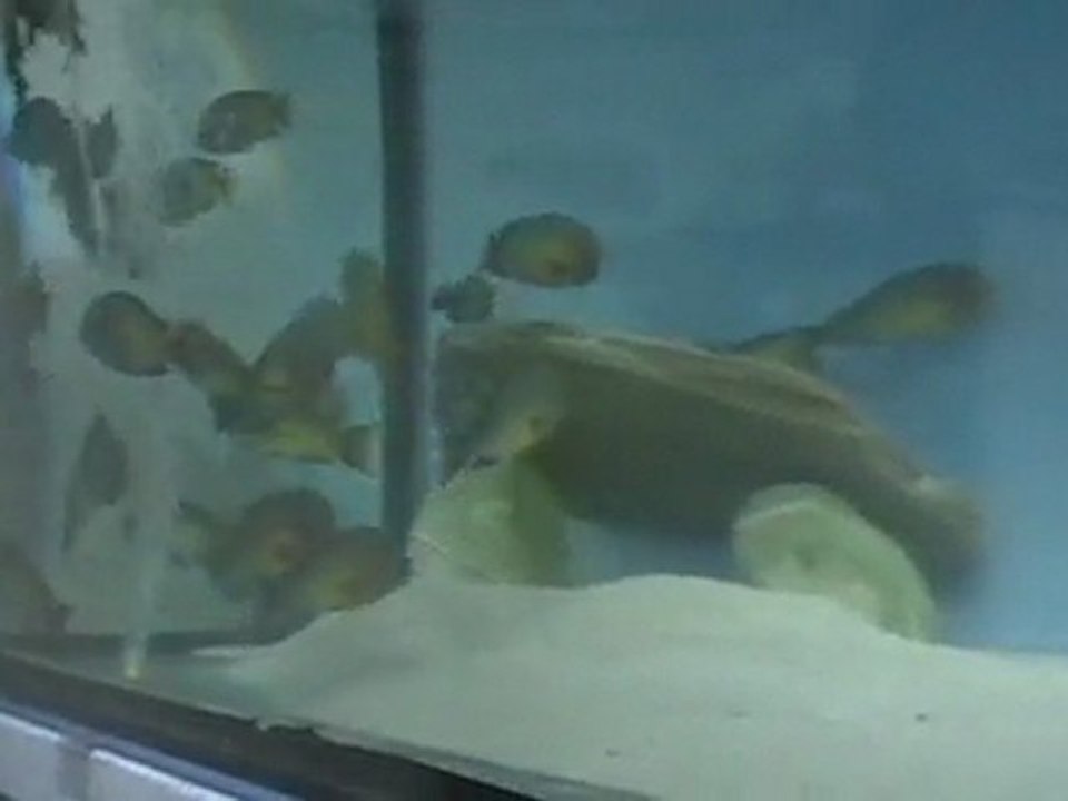 TROPHEUS MOORİ RED RAİNBOW