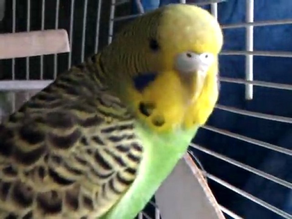 Kiwi3