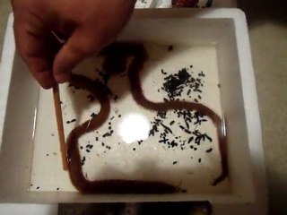 Derin Su Kurdu - Canlı Balık Yemi - www.canlibalikyemi.com