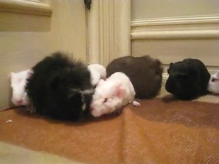 coronet and texel guinea pig babies