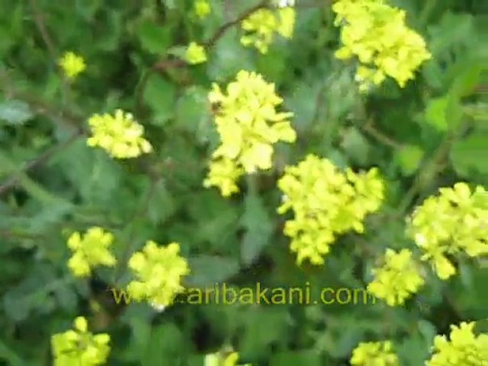 aricilik videoları kanola