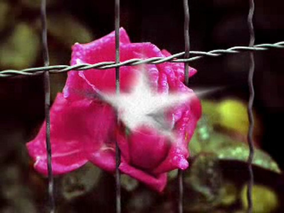 murat göğebakan- karanfil kokan yarim