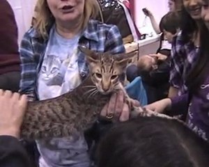 Pet Show Dog Shows Highlights Motivational WebTV #47