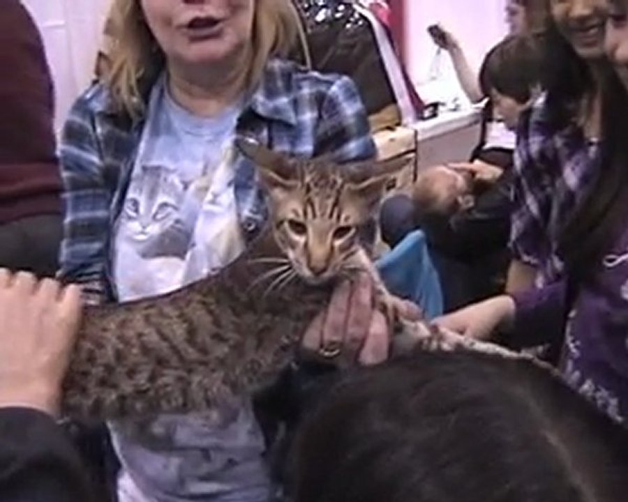 Pet Show Dog Shows Highlights Motivational WebTV #47