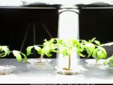 Aero Garden - tiny tom tomato time lapse