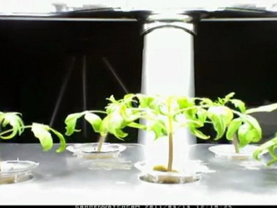 Aero Garden - tiny tom tomato time lapse