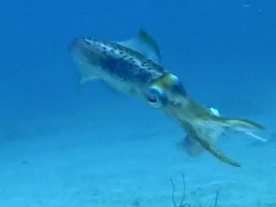Caribbean Reef Squid at the Cartanza Senora Shipwreck, St. Thomas