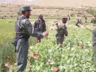 Afghan farmers hooked on poppies, 10 years on