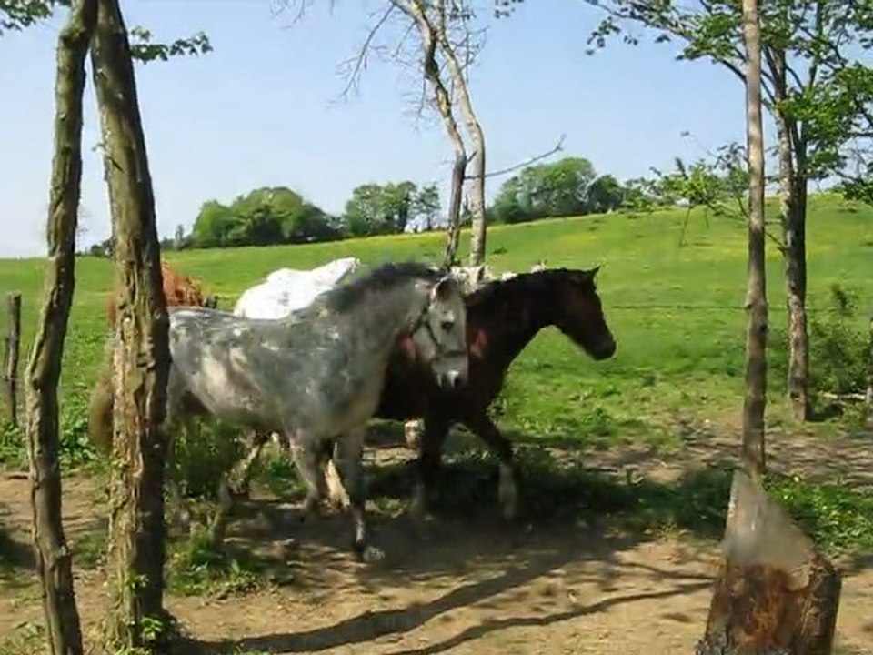 Les poneys 25 avril 2011