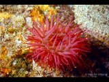 Les récifs coralliens en danger !!!