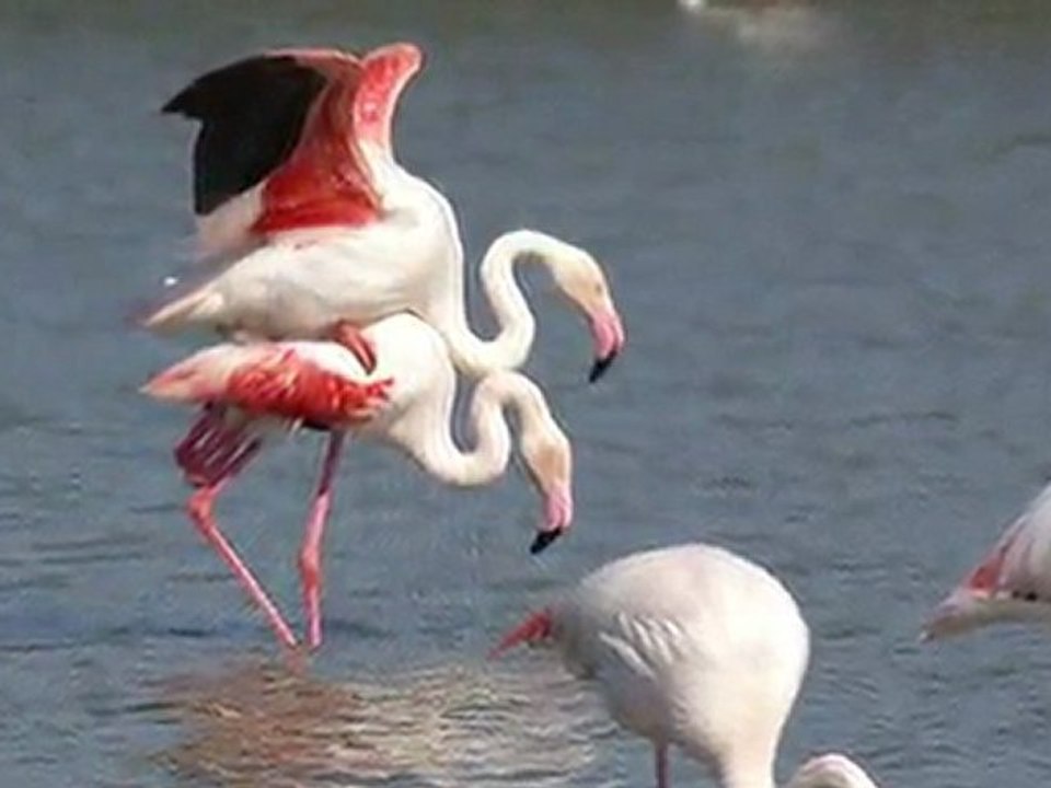 Parc Ornithologique du Pont de Gau (Camargue)
