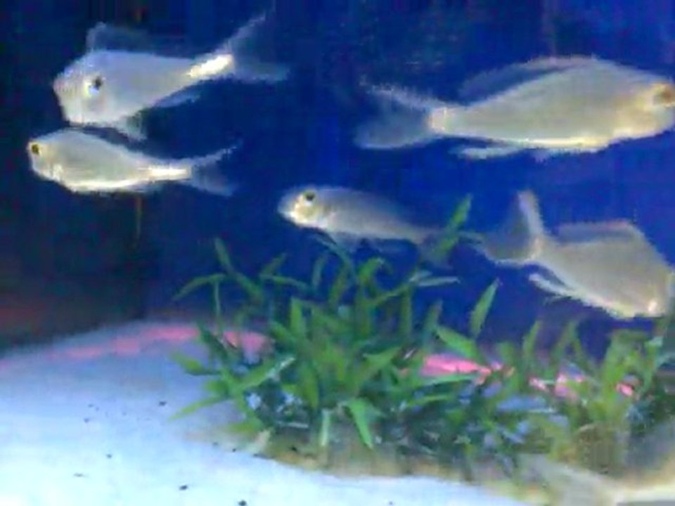 24042011022-kum kelebeği