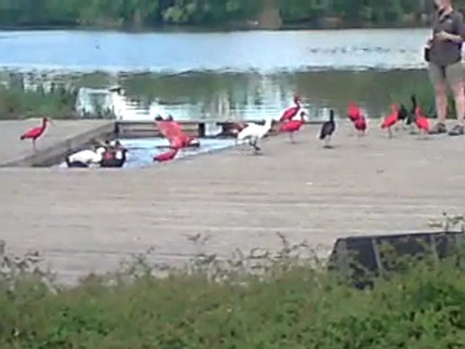 Spectacle - Parc des oiseaux - 11