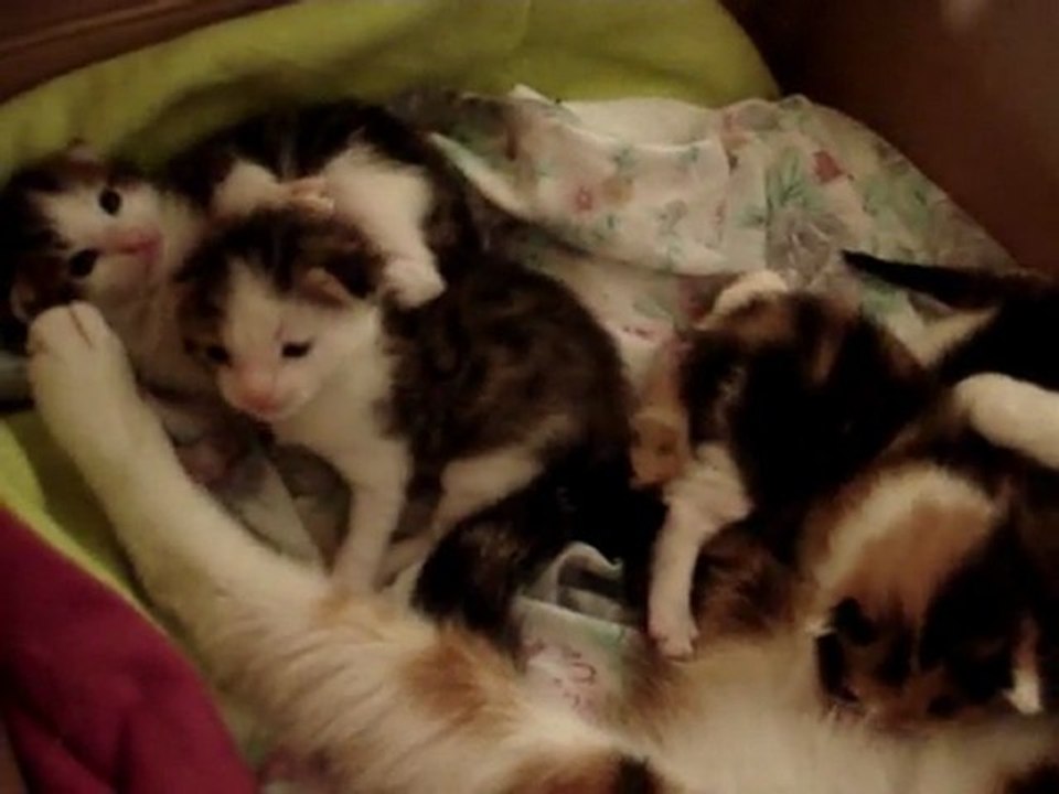 chatons