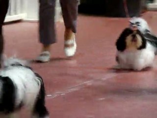 expo martigues 2011 062