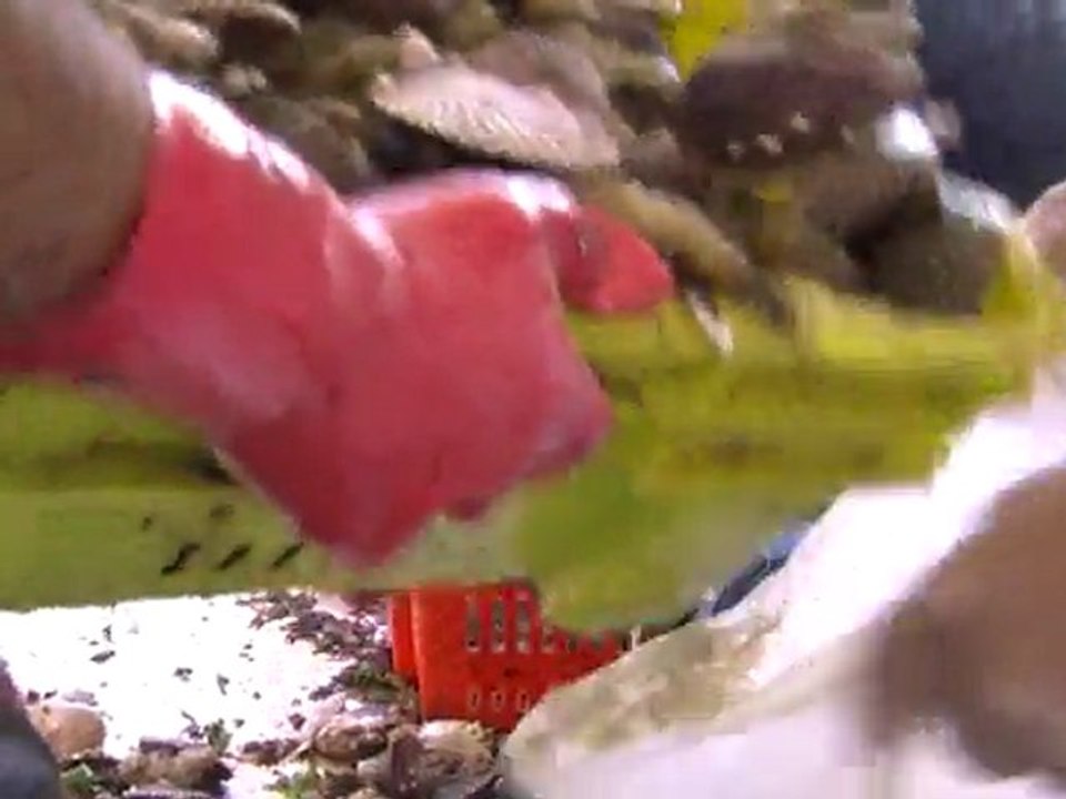 Mariscos chilenos sufren embates del tsunami japonés