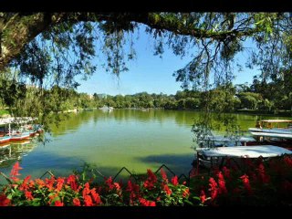 THERE'S A TREE IN THE MEADOW