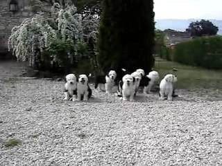 PORTEE DES EBOURIFFES DU MISTRAL /  27/2 2011. Ils ont 8 semaines