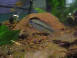 Apistogramma sp. Kurzlappen-Breitbinden (A166) sauvage