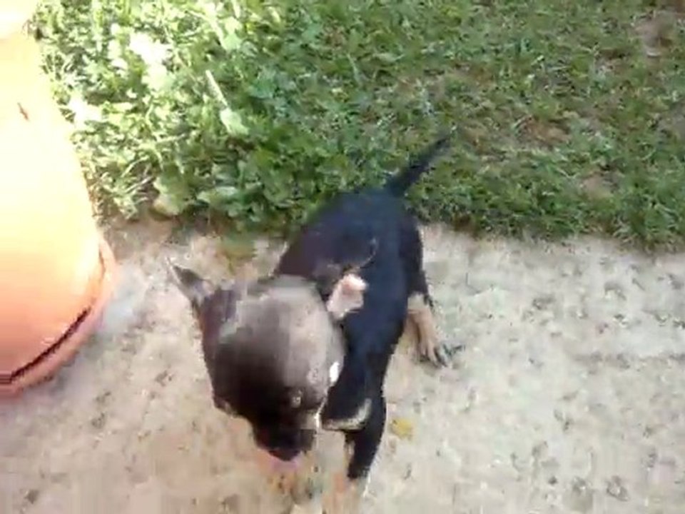 chihuahua les petits chichis