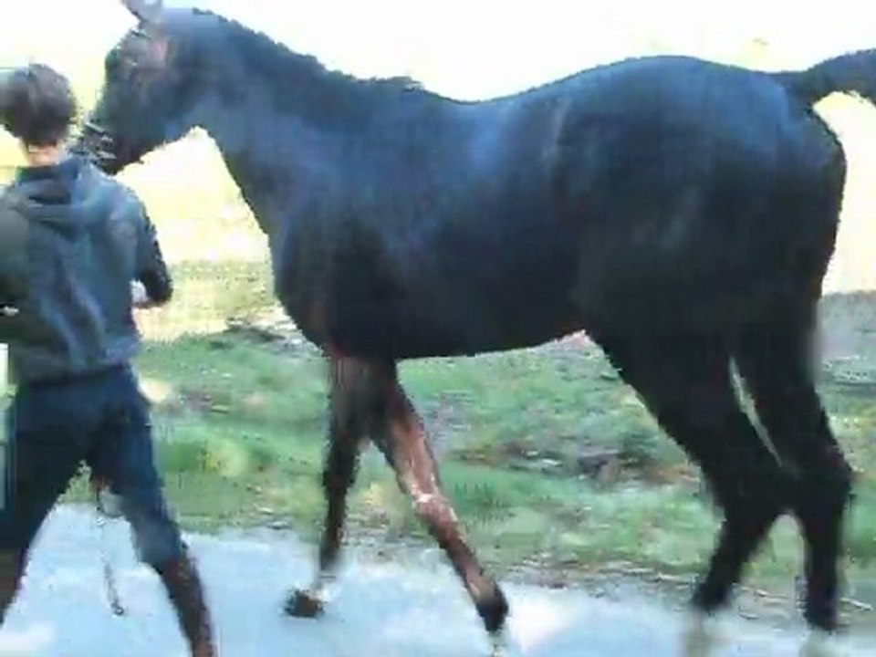 VIRTUOSE DE JALESNES