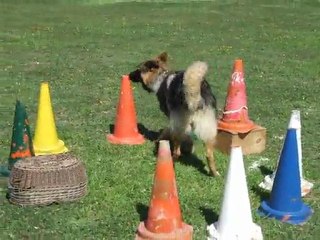 Falcon du Domaine de Kilorff