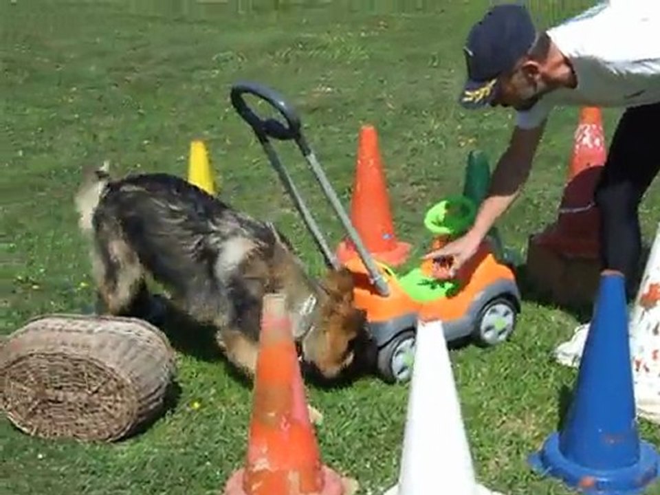 Falcon du Domaine de Kilorff