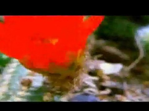 Promo Viasat History Polska