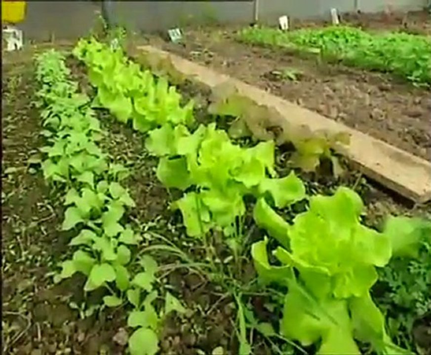 Des Tisanes bio pour protéger ses plantes