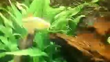 MIJN aquarium