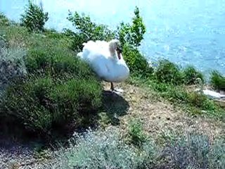 cygnes 2