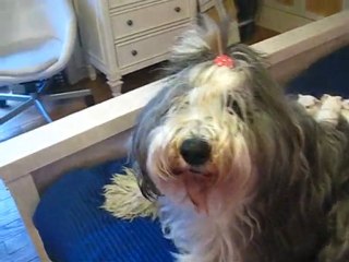 old english sheepdog with guinea pig babies