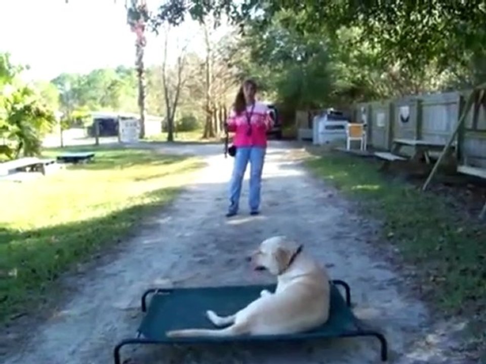 YouTube - How to use electronic-pager e-collar dog training Dogtra