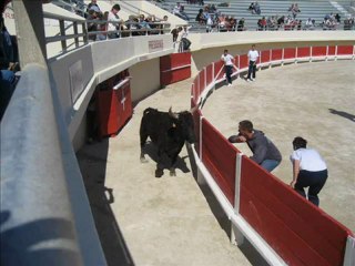 Camargue de Joel Bros - Casting JVSCAZ Saison #2