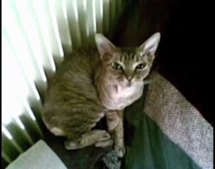 Proverbe cruel et littéral de famille devinette