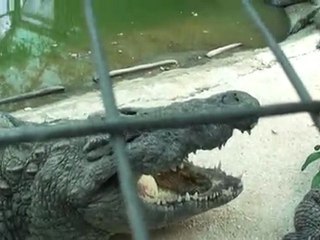 gran cocodrilo africano.....se llama paco.