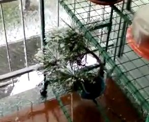 Forte Nevicata a Torino