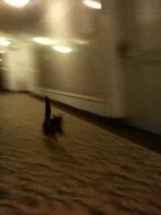 Pas lasse.... au Palace !!!