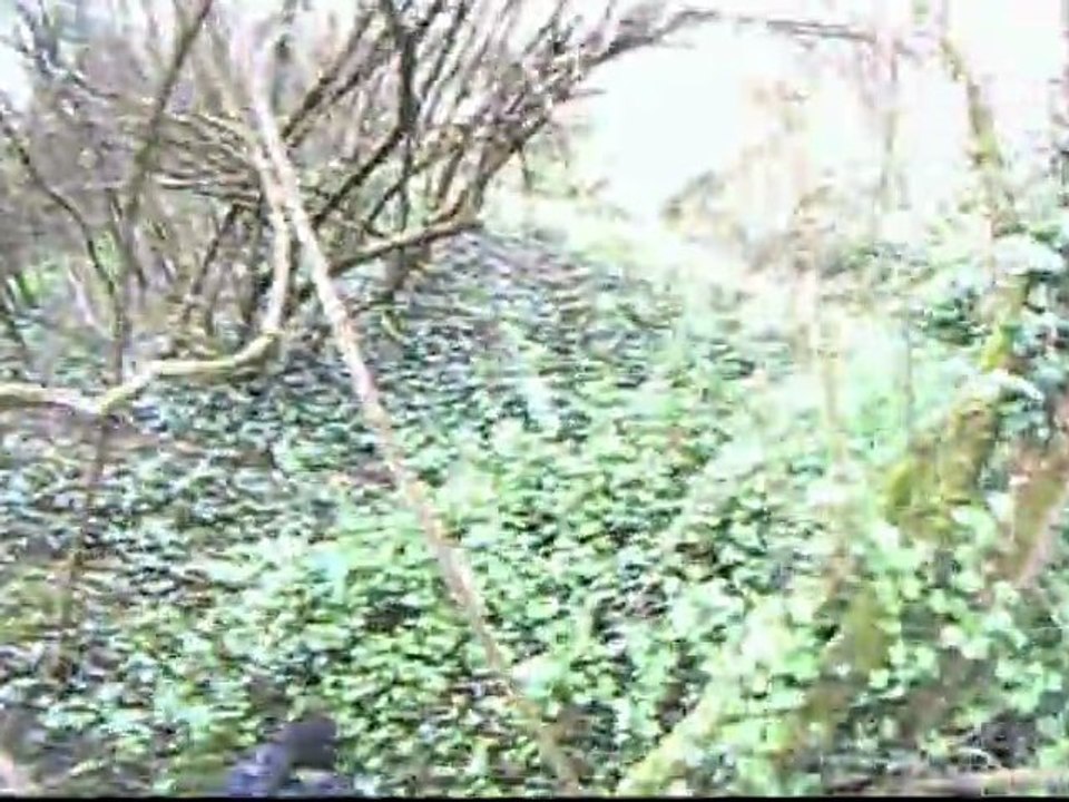 Les Lapins Camos T8 style