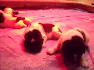 CHIOTS TERRE NEUVES le 19/04/2011