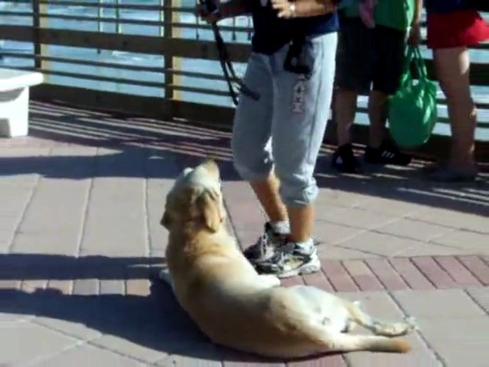 YouTube - Dogtra E=collar training ''Think Three!''-1