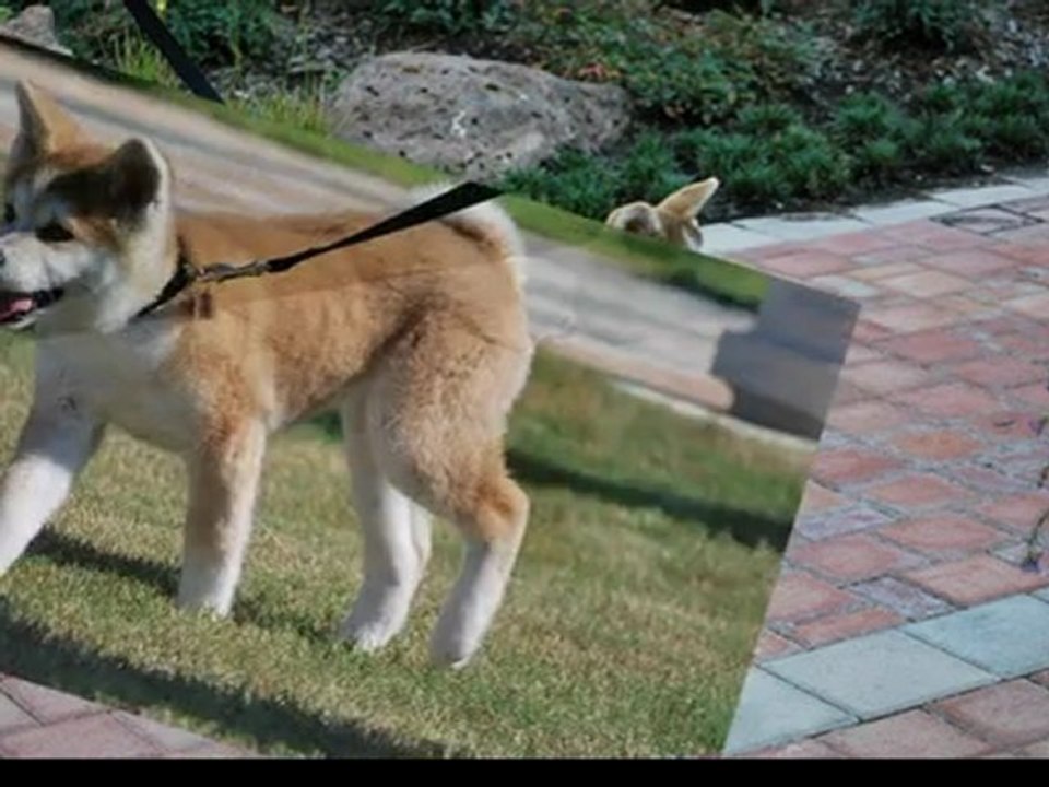 Akita Inu video